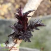 BLACK LACE® ELDERBERRY
