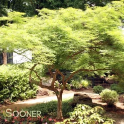 VIRIDIS WEEPING JAPANESE MAPLE -Plant Urea Sales DETA 1013