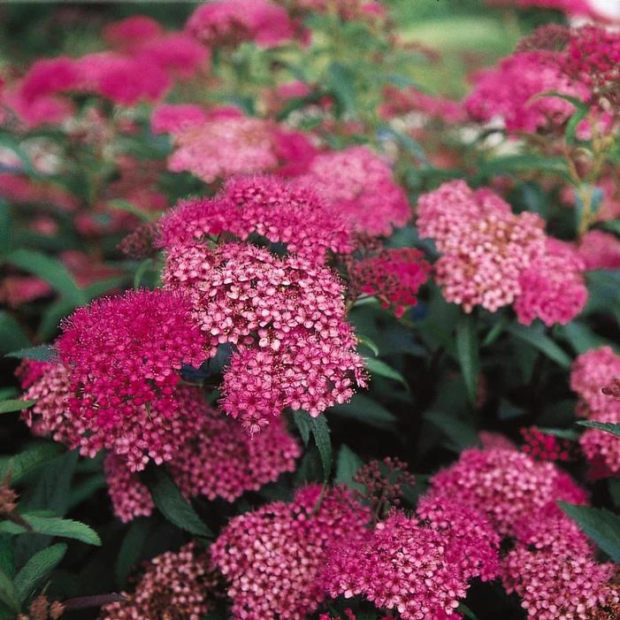 ANTHONY WATERER RED SPIRAEA 2 ANTHONY WATERER RED SPIRAEA - Image 2