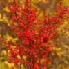 BERRY HEAVY® WINTERBERRY HOLLY