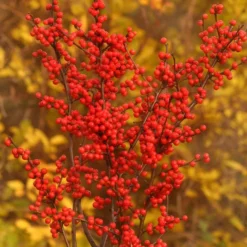 BERRY HEAVY® WINTERBERRY HOLLY