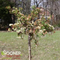 SARGENT TINA CRABAPPLE -Plant Urea Sales DETA 1303