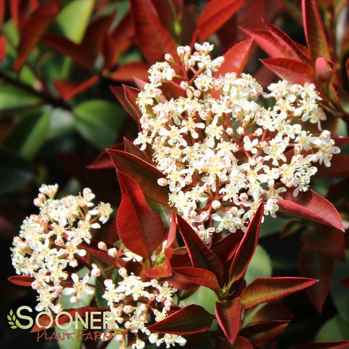 FIREBALL RED™ PHOTINIA 2 FIREBALL RED™ PHOTINIA - Image 2