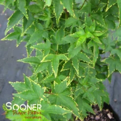 New Release -Plant Urea Sales DETA 1415