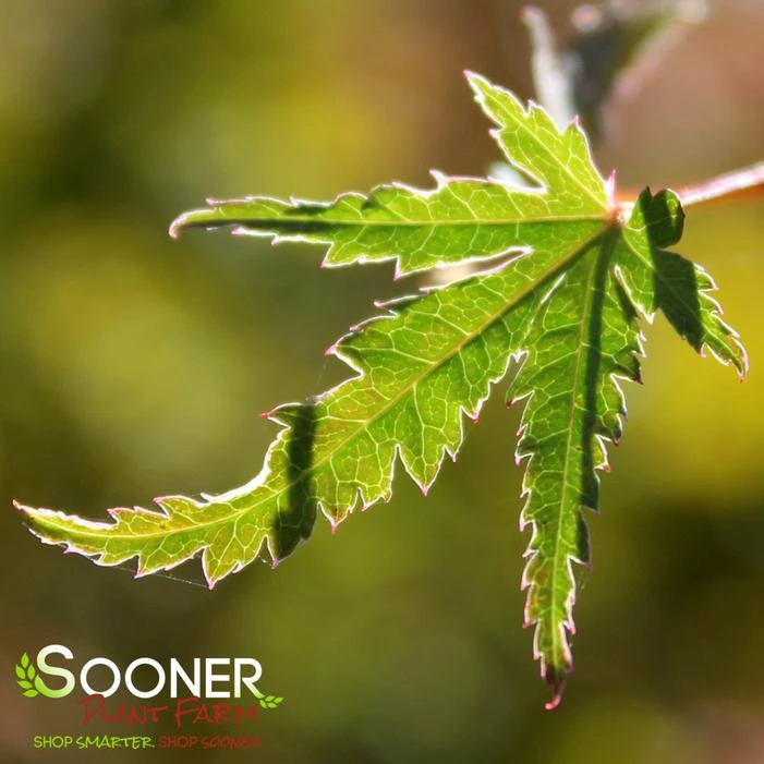 KAGIRI NISHIKI UPRIGHT JAPANESE MAPLE 2 KAGIRI NISHIKI UPRIGHT JAPANESE MAPLE - Image 2