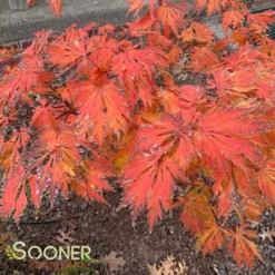 DANCING PEACOCK UPRIGHT JAPANESE MAPLE -Plant Urea Sales DETA 1442