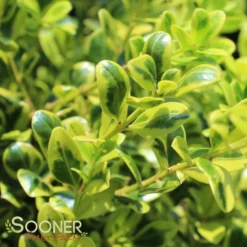 GOLDEN DREAM BOXWOOD -Plant Urea Sales DETA 1448