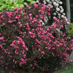 WINE & ROSES® WEIGELA -Plant Urea Sales DETA 150