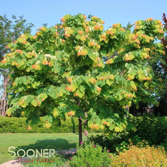 THE RISING SUN™ REDBUD 2 THE RISING SUN™ REDBUD - Image 2