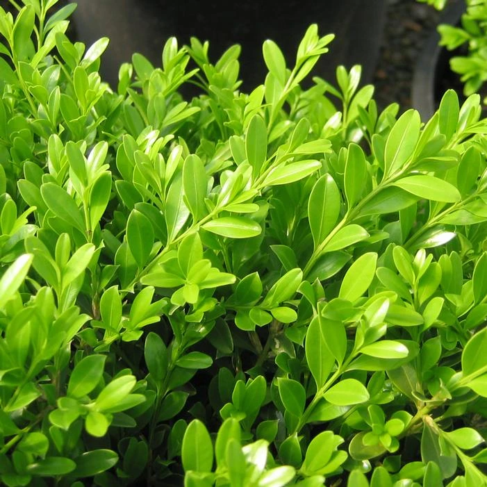 GREEN BORDERS™ BOXWOOD 2 GREEN BORDERS™ BOXWOOD - Image 2