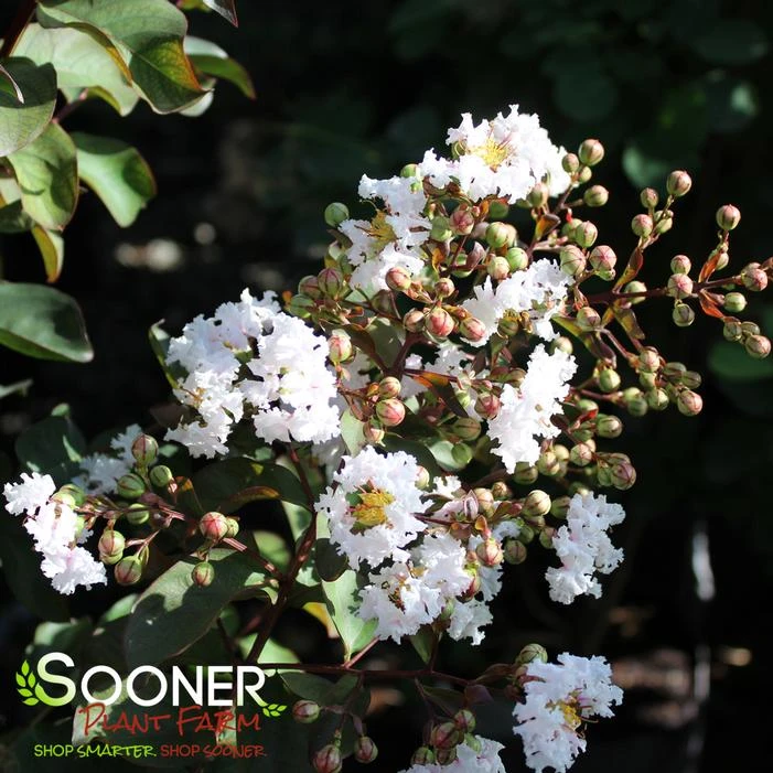 BURGUNDY COTTON® CRAPEMYRTLE 3 BURGUNDY COTTON® CRAPEMYRTLE - Image 3