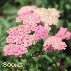 SUMMER PASTELS YARROW -Plant Urea Sales DETA 1720
