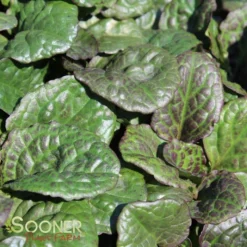 CATLIN'S GIANT AJUGA 7 CATLIN'S GIANT AJUGA -Plant Urea Sales DETA 1723