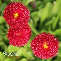 POMPONETTE ENGLISH DAISY MIX 6 POMPONETTE ENGLISH DAISY MIX -Plant Urea Sales DETA 1732