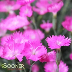 FIREWITCH DIANTHUS -Plant Urea Sales DETA 1744