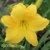 SCENTUAL SUNDANCE DAYLILY