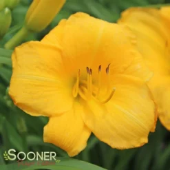 YELLOW LOLLIPOP DAYLILY