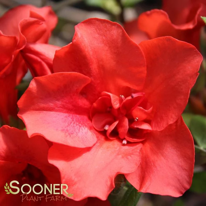 AUTUMN EMBERS® ENCORE® AZALEA 1 AUTUMN EMBERS® ENCORE® AZALEA
