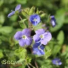 GEORGIA BLUE SPEEDWELL