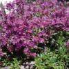 RED CREEPING THYME