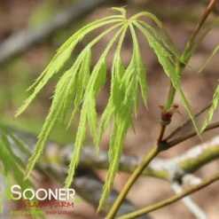 GREEN LACE WEEPING JAPANESE MAPLE 6 GREEN LACE WEEPING JAPANESE MAPLE -Plant Urea Sales DETA 2001