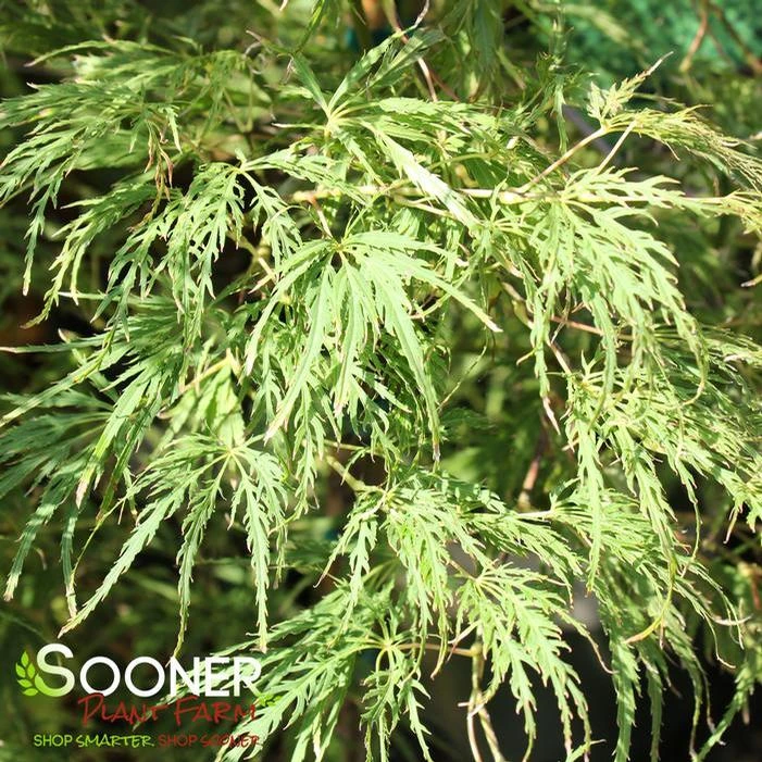 WATERFALL WEEPING JAPANESE MAPLE 1 WATERFALL WEEPING JAPANESE MAPLE