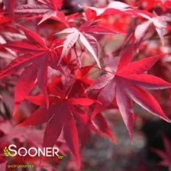 EMPEROR I UPRIGHT JAPANESE MAPLE -Plant Urea Sales DETA 209