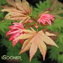 AUTUMN MOON UPRIGHT JAPANESE MAPLE -Plant Urea Sales DETA 2092