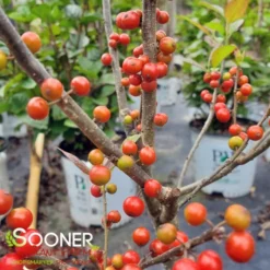 SPARKLEBERRY WINTERBERRY HOLLY -Plant Urea Sales DETA 2126