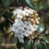 CONOY VIBURNUM