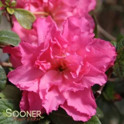 BLOOM-A-THON® PINK DOUBLE AZALEA -Plant Urea Sales DETA 2242