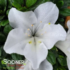 BLOOM-A-THON® WHITE AZALEA -Plant Urea Sales DETA 2244