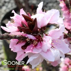 BONFIRE ORNAMENTAL PATIO PEACH -Plant Urea Sales DETA 2289
