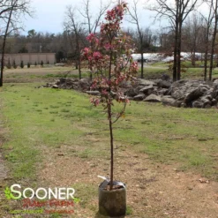 PRAIRIFIRE CRABAPPLE -Plant Urea Sales DETA 23