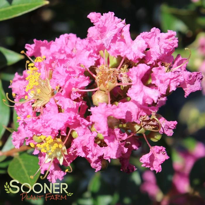DAZZLE ME PINK® CRAPEMYRTLE 2 DAZZLE ME PINK® CRAPEMYRTLE - Image 2