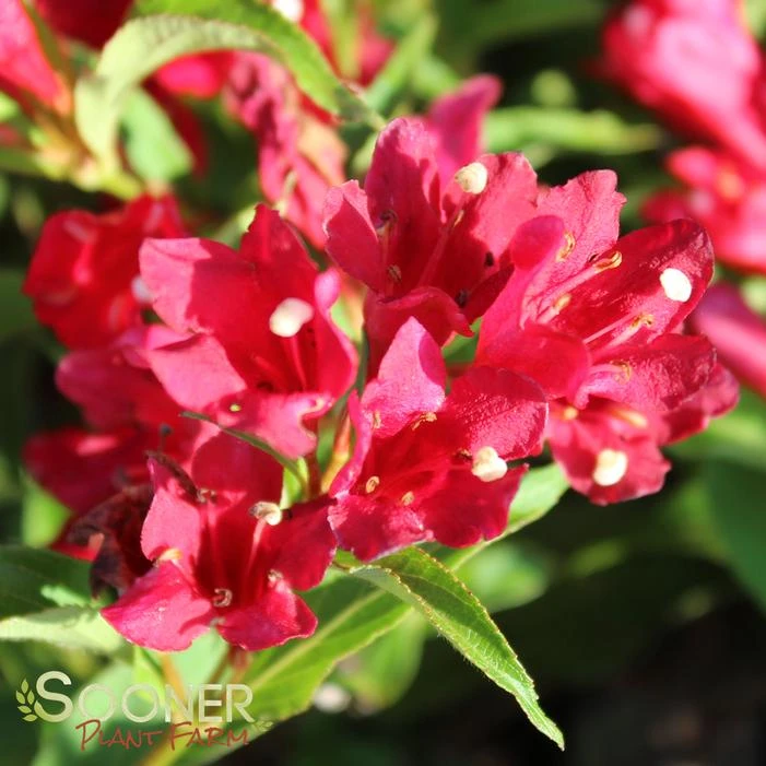 SONIC BLOOM® RED WEIGELA 2 SONIC BLOOM® RED WEIGELA - Image 2