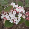 SPICE GIRL® KOREAN SPICE VIBURNUM