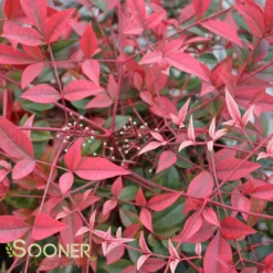 FLIRT™ NANDINA -Plant Urea Sales DETA 2539