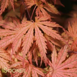 ARIADNE UPRIGHT JAPANESE MAPLE -Plant Urea Sales DETA 2564