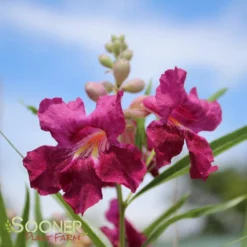 BURGUNDY DESERT WILLOW -Plant Urea Sales DETA 26