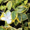 SILVER AND GOLD VINCA
