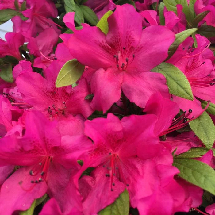 BLOOM-A-THON® PURPLE SPECTACULAR™ AZALEA 2 BLOOM-A-THON® PURPLE SPECTACULAR™ AZALEA - Image 2