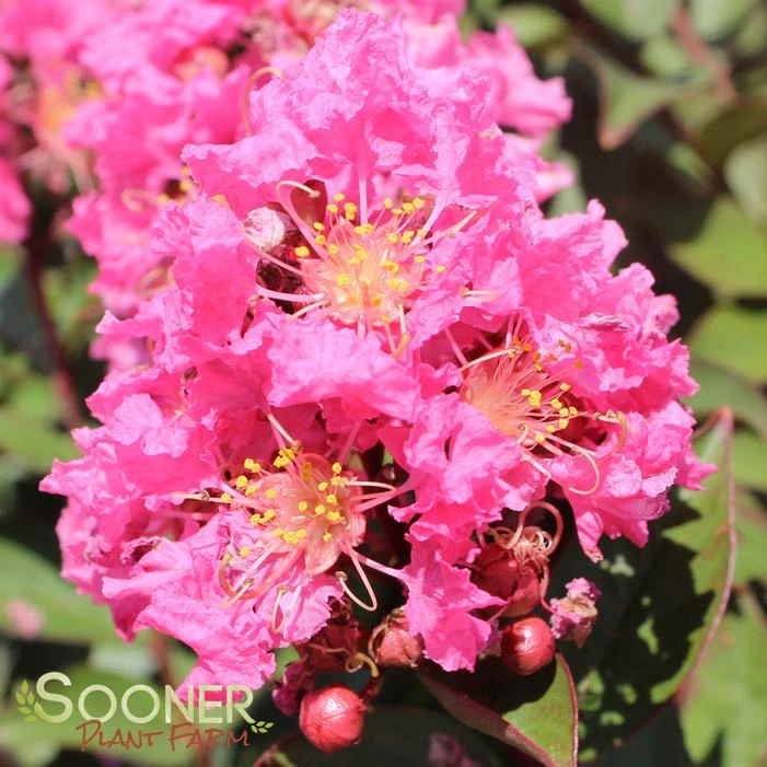 CORAL MAGIC CRAPEMYRTLE 1 CORAL MAGIC CRAPEMYRTLE