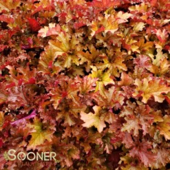 ZIPPER CORAL BELLS -Plant Urea Sales DETA 2698