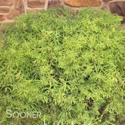 GOLD THREAD™ SPIRAEA -Plant Urea Sales DETA 2719