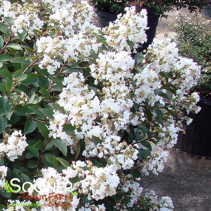 ENDURING SUMMER™ WHITE CRAPEMYRTLE 2 ENDURING SUMMER™ WHITE CRAPEMYRTLE - Image 2