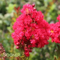 ENDURING SUMMER™ RED CRAPEMYRTLE -Plant Urea Sales DETA 2828