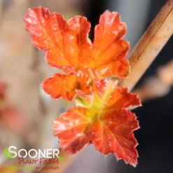 AMBER JUBILEE™ NINEBARK