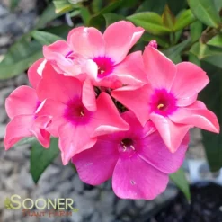 CORAL CRÈME DROP™ GARDEN PHLOX -Plant Urea Sales DETA 2868