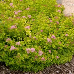 SUNDROP™ SPIRAEA